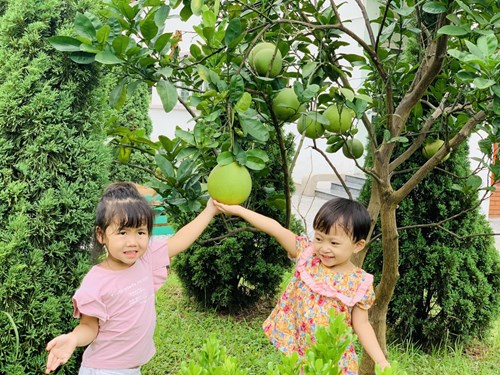 Các bạn nhỏ lớp C3 cùng nhau thăm quan vườn bưởi của trường Mầm non Đô thị Việt Hưng. 