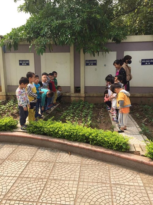 Các bé C4 thăm quan vườn rau