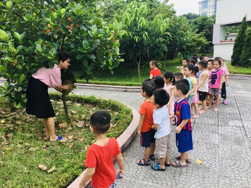 Cùng các bé lớp MGN B1 ra tham quan vườn cây ăn quả của trường nhé!