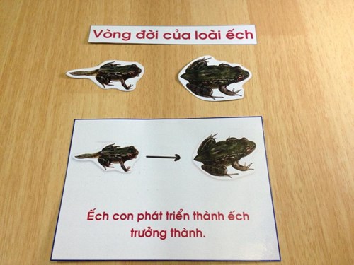Khám phá khoa học  Vòng đời của ếch 