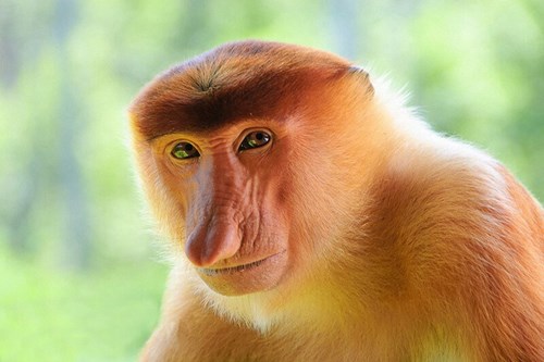 Truyện kể:  Khỉ mũi dài 