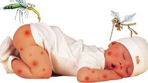 Khuyến cáo phòng, chống bệnh sốt xuất huyết