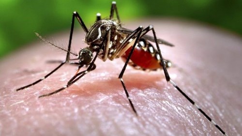 Cách phòng tránh nhiễm virus Zika