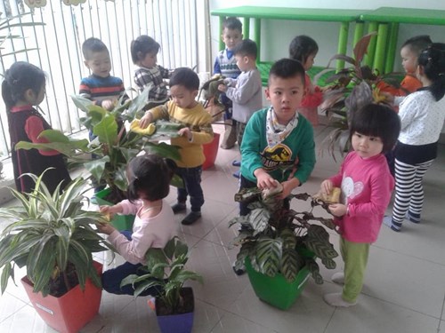Kỹ năng thực hành cuộc sống hướng dẫn trẻ chăm sóc cây xanh
