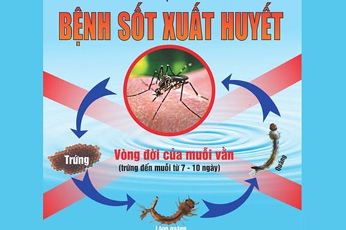 8 lời khuyên phòng chống dịch sốt xuất huyết