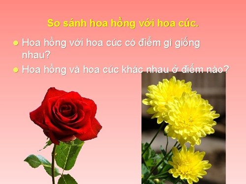 NBTN: hoa hồng - hoa cúc - St Nguyễn Thị Loan