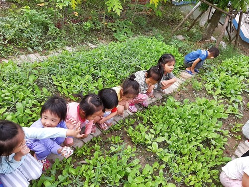 Cùng chăm sóc vườn rau với các bạn nhỏ lớp B3 nhé!!