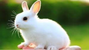 Tô màu con thỏ