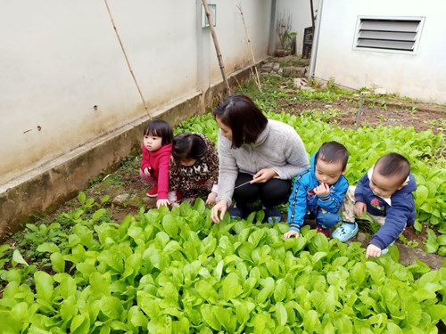 Hoạt động tham quan vườn rau của các bé lớp nhà trẻ D1