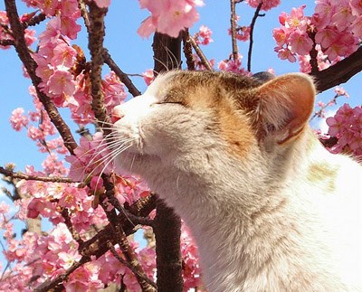 Bài thơ:  Mèo con và hoa nắng 