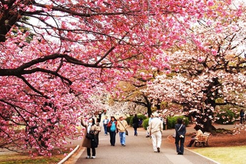 Truyện kể:  Truyền thuyết hoa anh đào Nhật Bản 