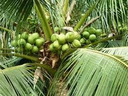 Câu đố về cây dừa