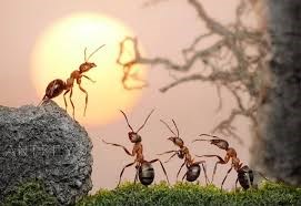 Câu đố về con kiến