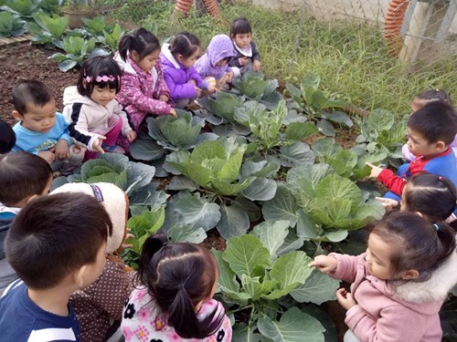 Cùng các bạn lớp MGB C2 quan sát vườn rau!
