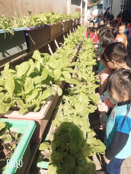 Cùng các bạn nhỏ MGL A3 đi tham quan và chăm sóc vườn rau của trường mầm non Gia Thượng các bạn nhé!