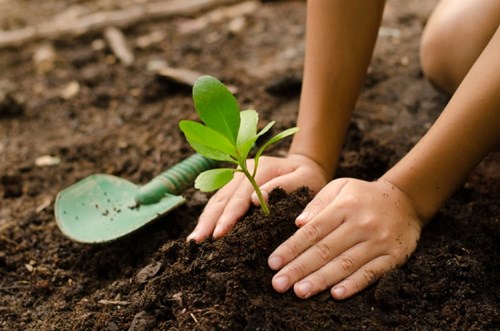 Dạy trẻ biết cahs trồng và chăm sóc cây