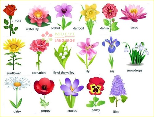 Bài vè về các loài hoa
