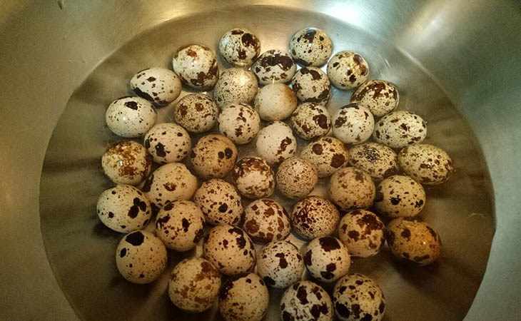 Hướng dẫn kỹ năng bóc trứng chim cút- MGB