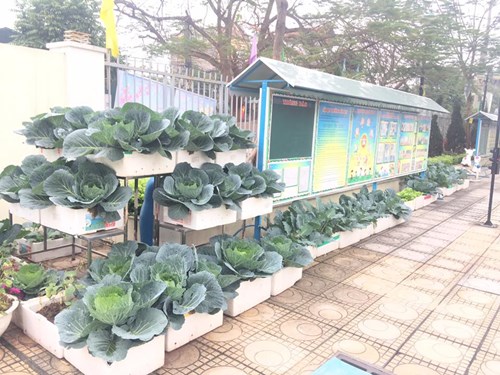 Vườn rau xanh - sạch của nhà trường