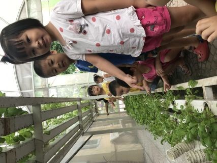 Các bé chăm sóc vườn rau sạch