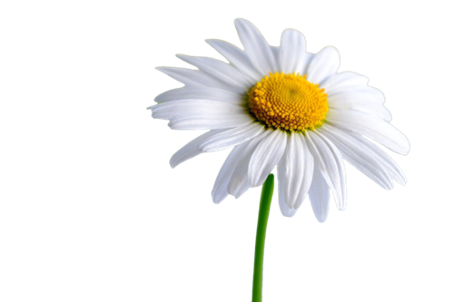 Truyện : Bông hoa cúc trắng