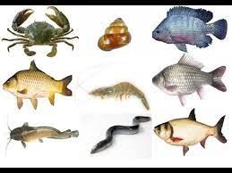 Khám phá: Một số động vật sống dưới nước