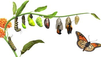 Quá trình phát triển của bướm