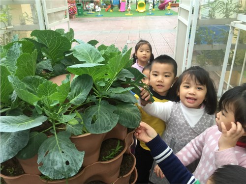 Hoạt động “chăm sóc vườn rau” của các bé lớp mgb c3