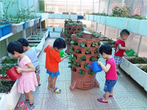 Các bé lớp C4 chăm sóc vườn rau 