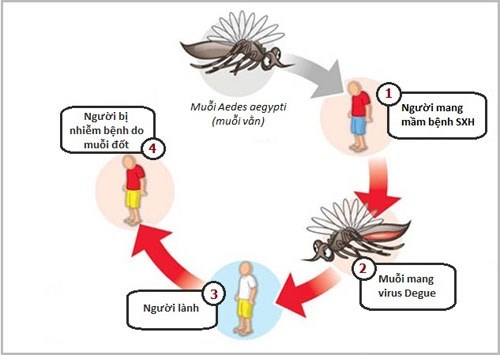 Triển khai hiệu quả các biện pháp phòng chống dịch bệnh sốt xuất huyết tại trường nầm non Hoa Sữa