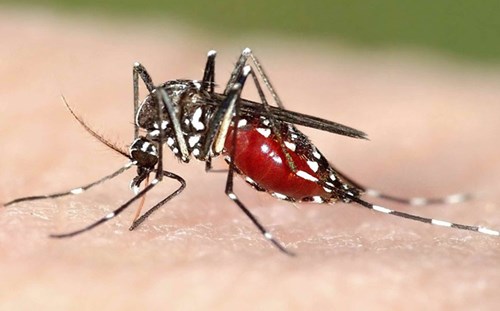 Thông báo về việc phun thuốc muỗi
