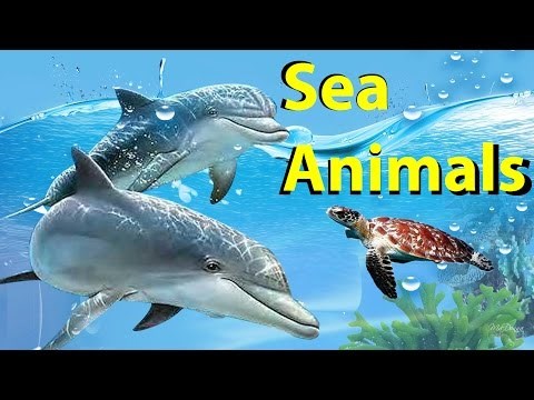 các loài động vật sống dưới biển | sea animals | Học tiếng anh