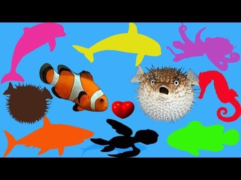 Baby Grafting marine animals and recognizes color | sea animals