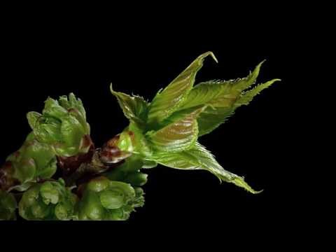 Khám Phá Khoa Học | Sự lớn lên của thực vật