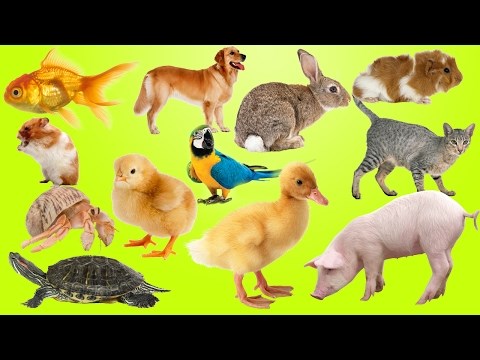 Animals learn for kids | Kids at the ZOO, BEST Educational video for Kids, Toddler, Children