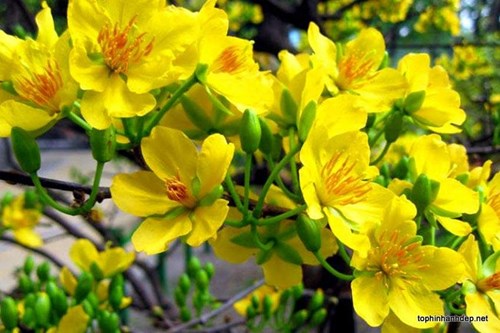 Hoạt động NBTN: Hoa đào, hoa mai - Lớp NT D3