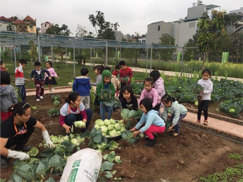 Thứ sáu ngày 15/2/2019 các bé khối mẫu giáo lớn trường mầm non Hồng Tiến thu hoạch rau bắp cải tại vườn rau thực nghiệm của trường.