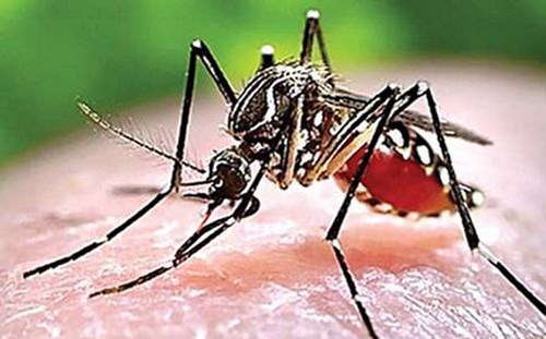 Dịch bệnh sốt xuất huyết dengue  và các hoạt động phòng chống