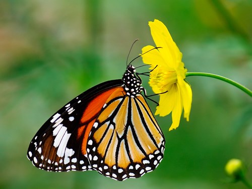 Giáo án PP: Vòng đời phát triển của bướm