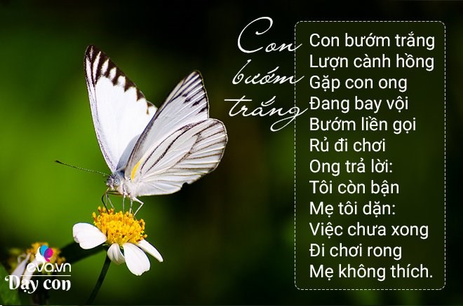 Bài thơ: Con bướm trắng