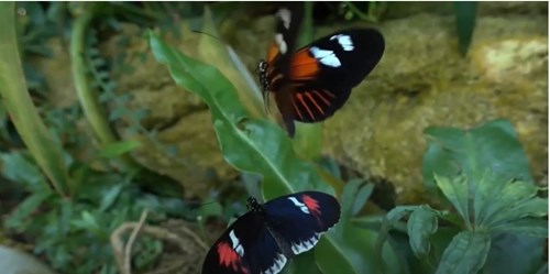 Video bài giảng KP: Vòng đời phát triển của con bướm (4 - 5 tuổi)