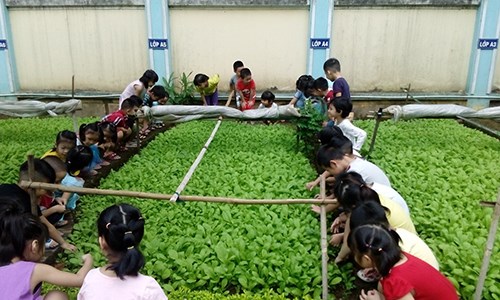 Các bé lớp MGL A5 cùng cô chăm sóc vườn rau sạch.