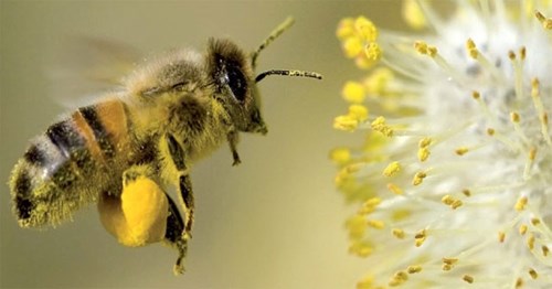 Khám phá: Tìm hiểu về loài ong