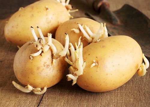 Khoai tây mọc mầm gây độc như thế nào? 5 lưu ý khi ăn khoai tây để đảm bảo cho sức khỏe
