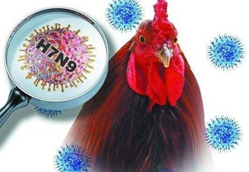 Khuyến cáo phòng chống cúm A-H7N9 ở người
