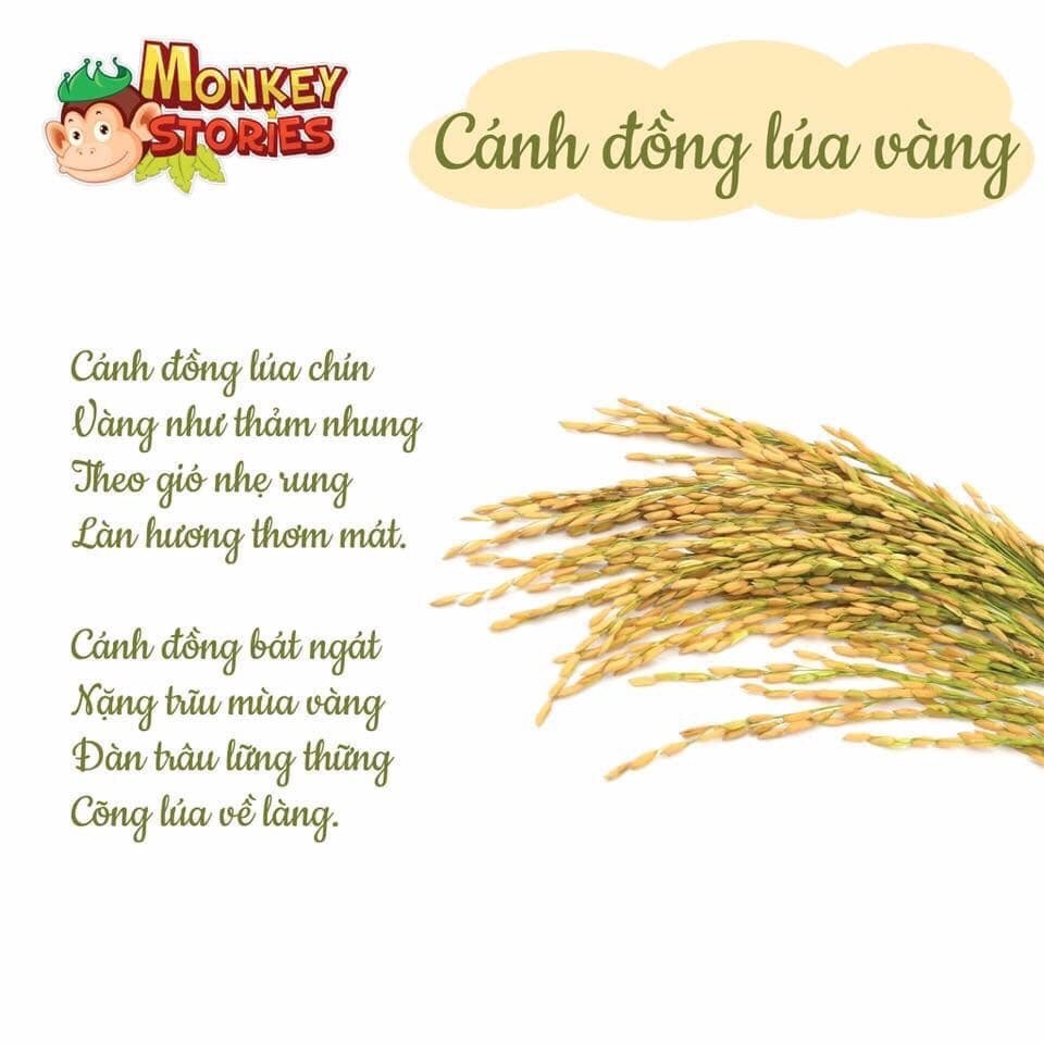 Bài thơ  Cánh đồng lúa vàng - Tác giả: Phạm Văn Đệ