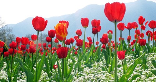 Dạy trẻ nhận biết: Hoa tulip