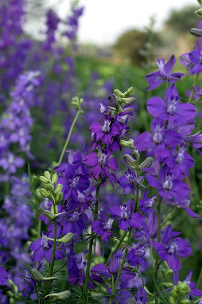 Dạy trẻ nhận biết: Hoa violet