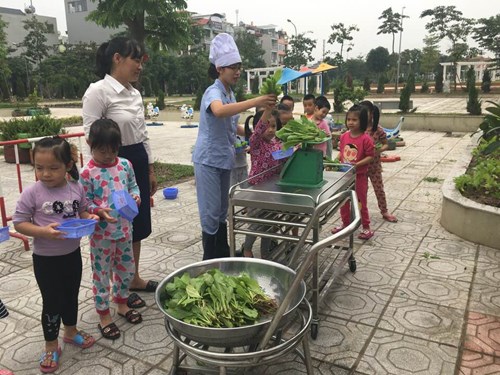 Các bé trường mầm non Tràng An tham gia thu hoạch rau
