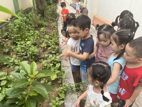 Các bạn nhỏ lớp MGN B1 cùng tham gia chăm sóc vườn rau của trường MN Tràng An